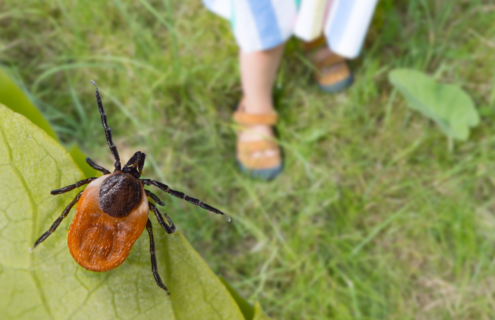 A deer or blacked legged tick on a leaf