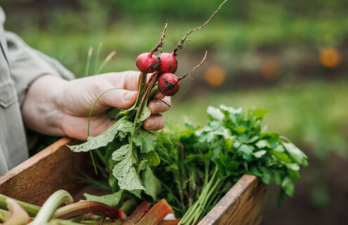 A farmer holds a fresh bunch of radishes