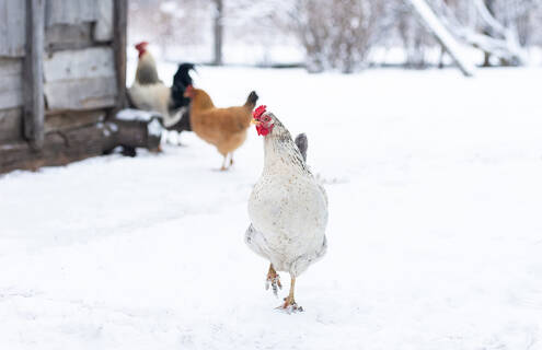 Chickens in winter